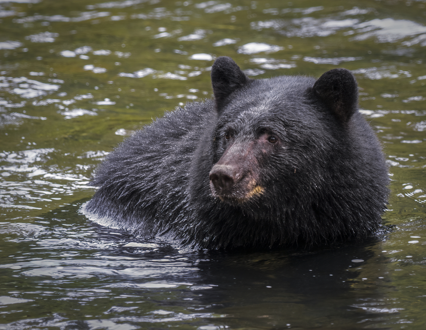 【数量最多的熊类,超过80万头】美洲黑熊是现存数量最多的熊类,超过80