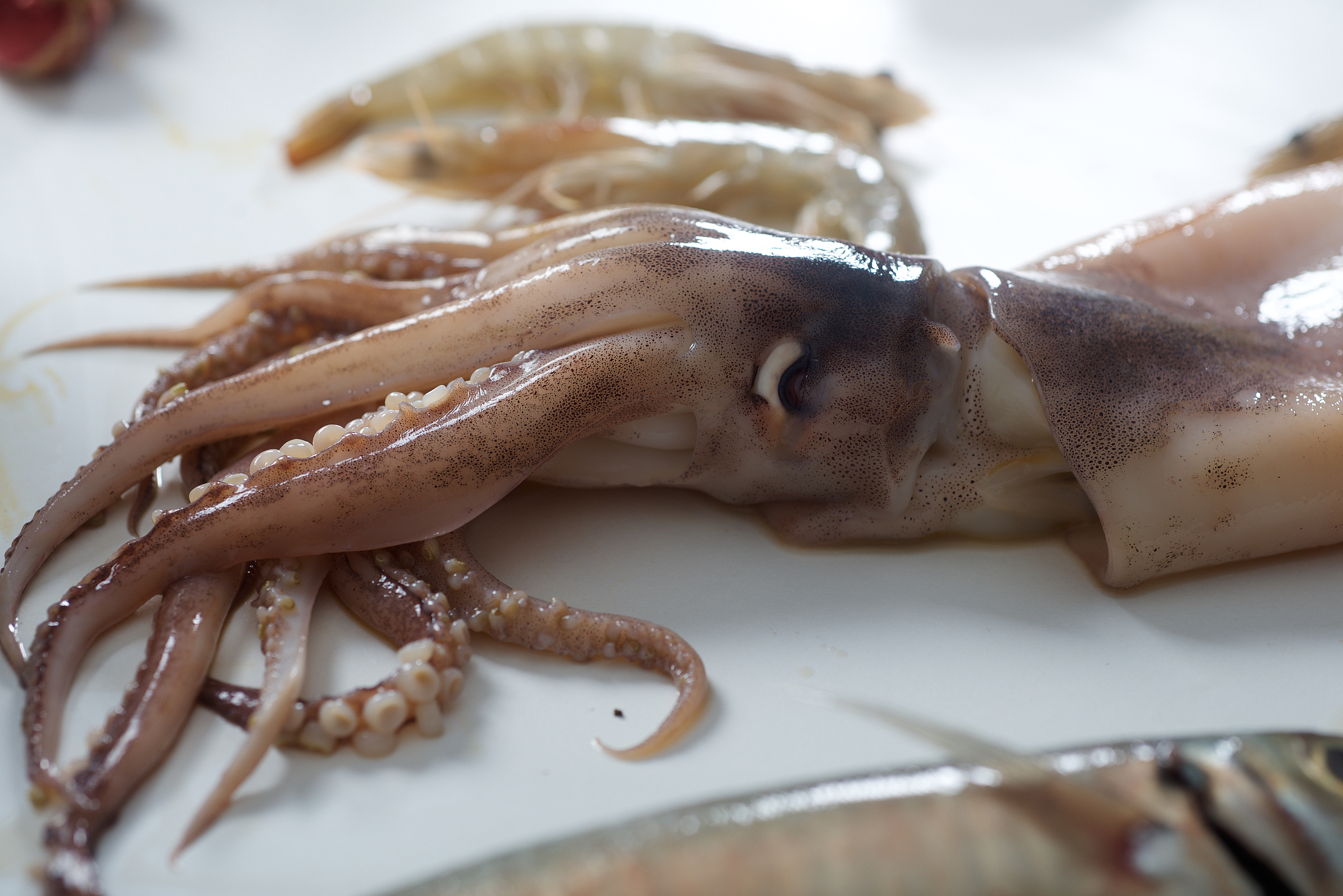 鱿鱼富含蛋白质,矿物质和多种维生素,具有滋阴养胃,补虚润肤的功效