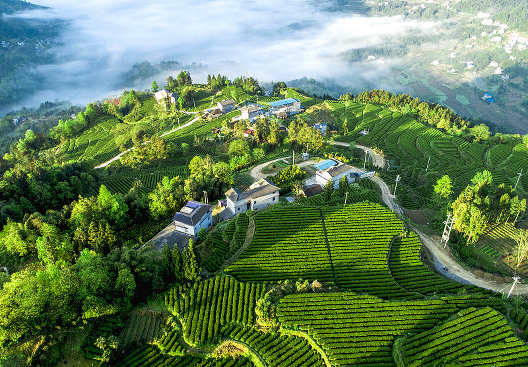 99 陕西·汉中  汉中西乡茶园,绿意盎然,茶香四溢95.