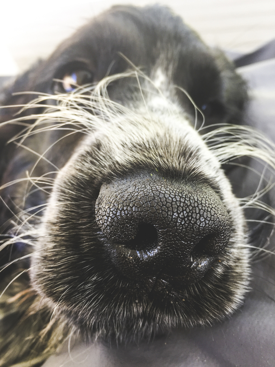 进行的一项最新研究,揭示了一个令人震惊的现象:当人们用手指挖鼻孔时