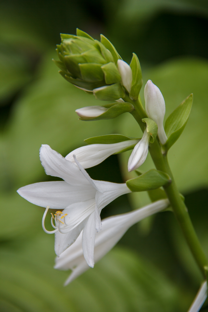 玉簪花的花瓣十分柔美,散发出一种独特的魅力,让人情不自禁地想要欣赏