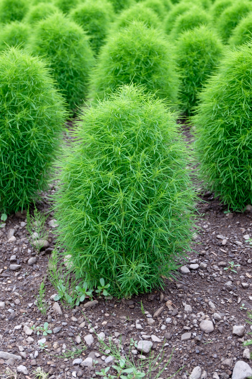 扫帚苗一般是指地肤苗,通常能吃.