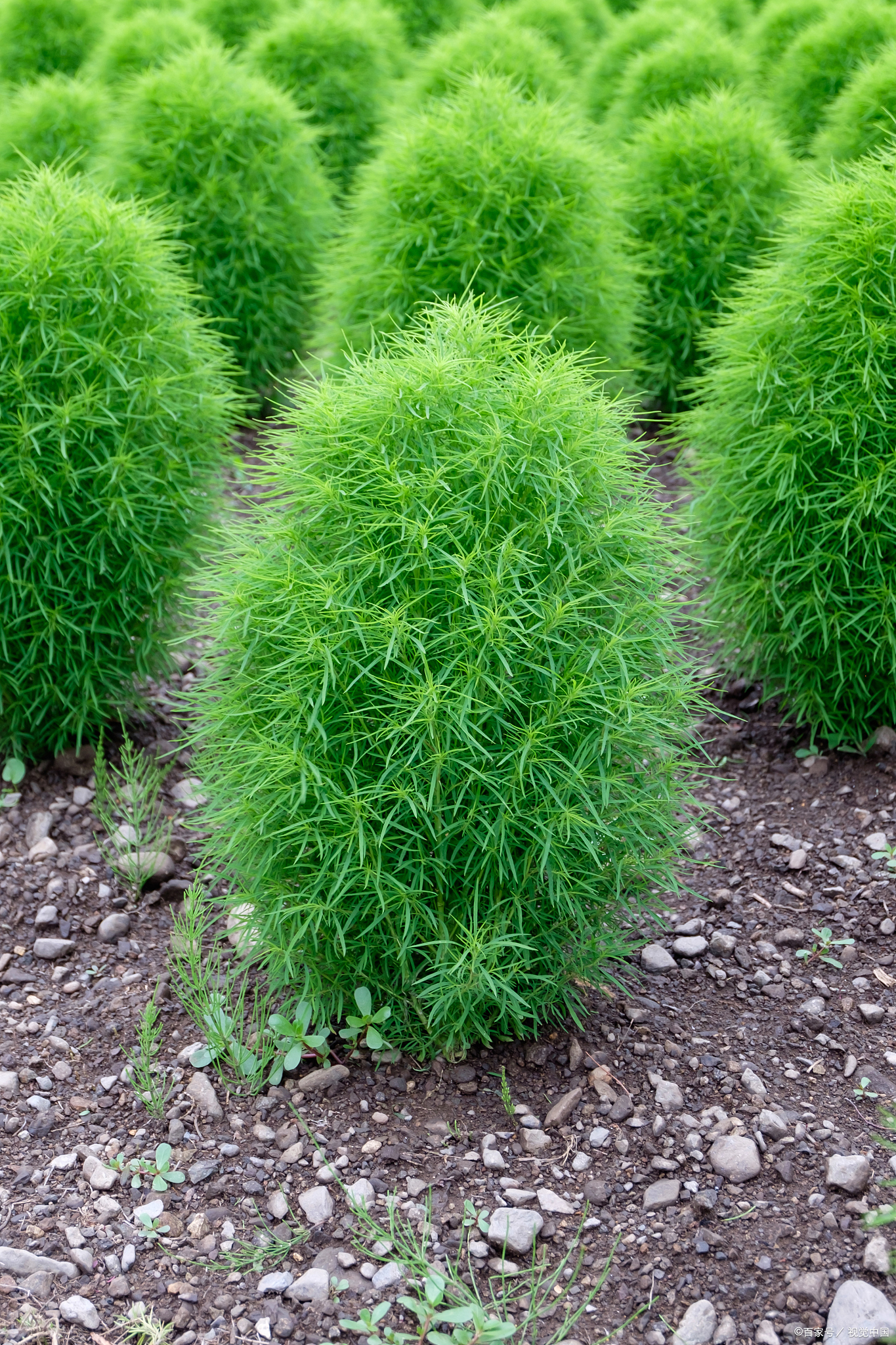 这菜全身是宝,可惜好多人当草,4月农村遍地是,做汤真鲜美!
