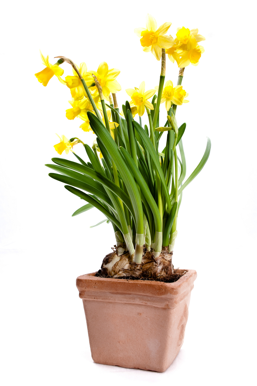 春节迎春花市之喜迎水仙,水仙花开季节正好是春节阶段,其花香和寓意是