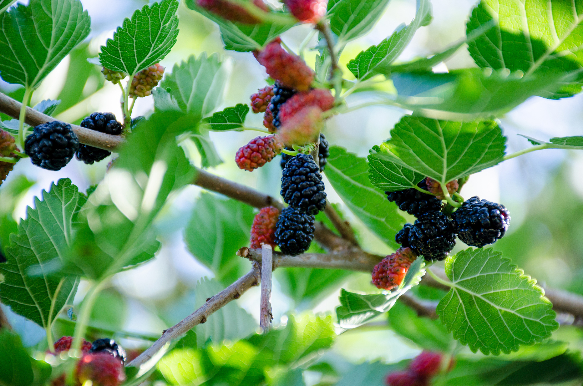 桑葚树是一种常见的果树,其果实营养丰富,口感鲜美,具有很高的经济