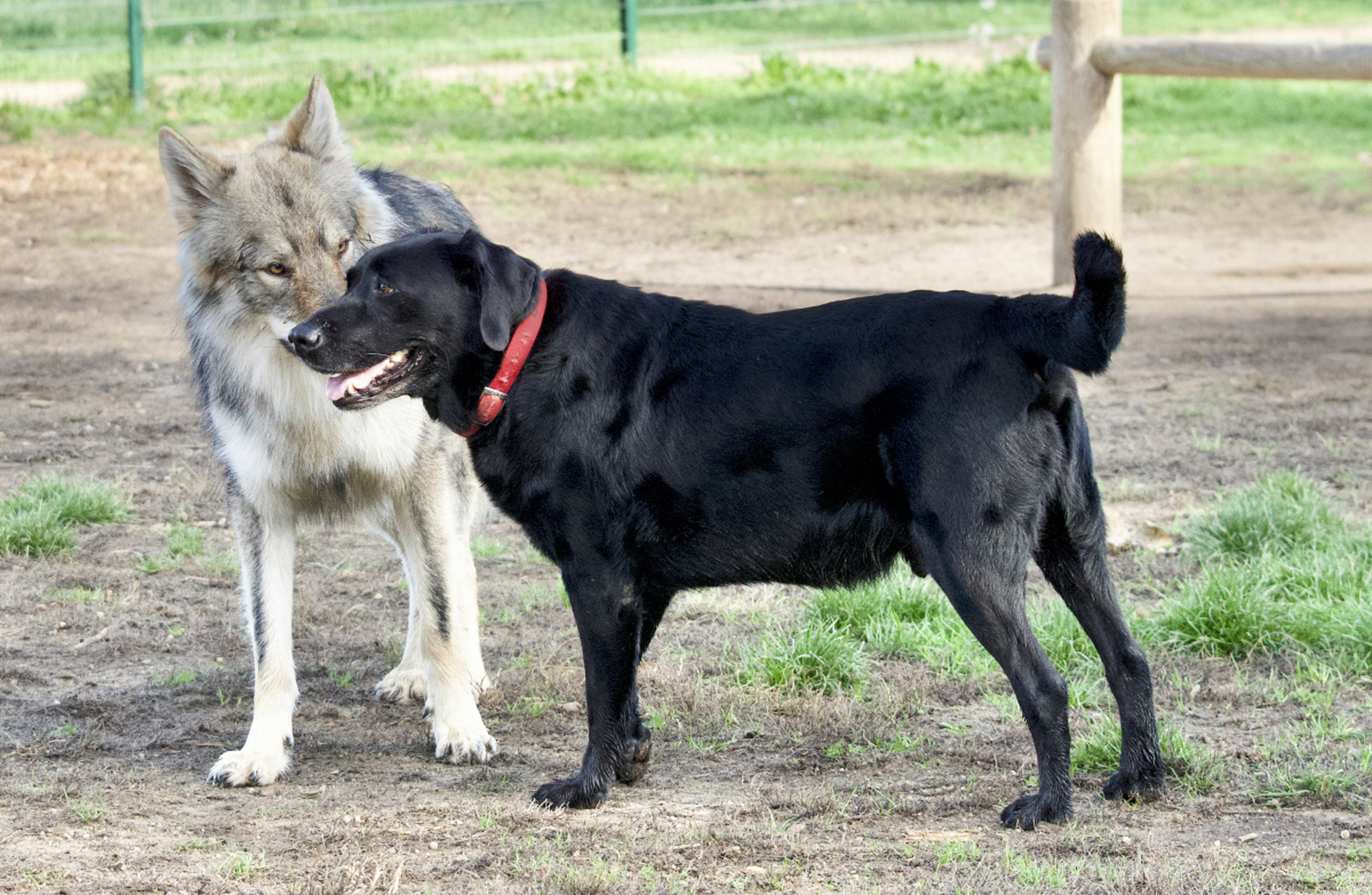 东北巨型土狗 猎犬图片