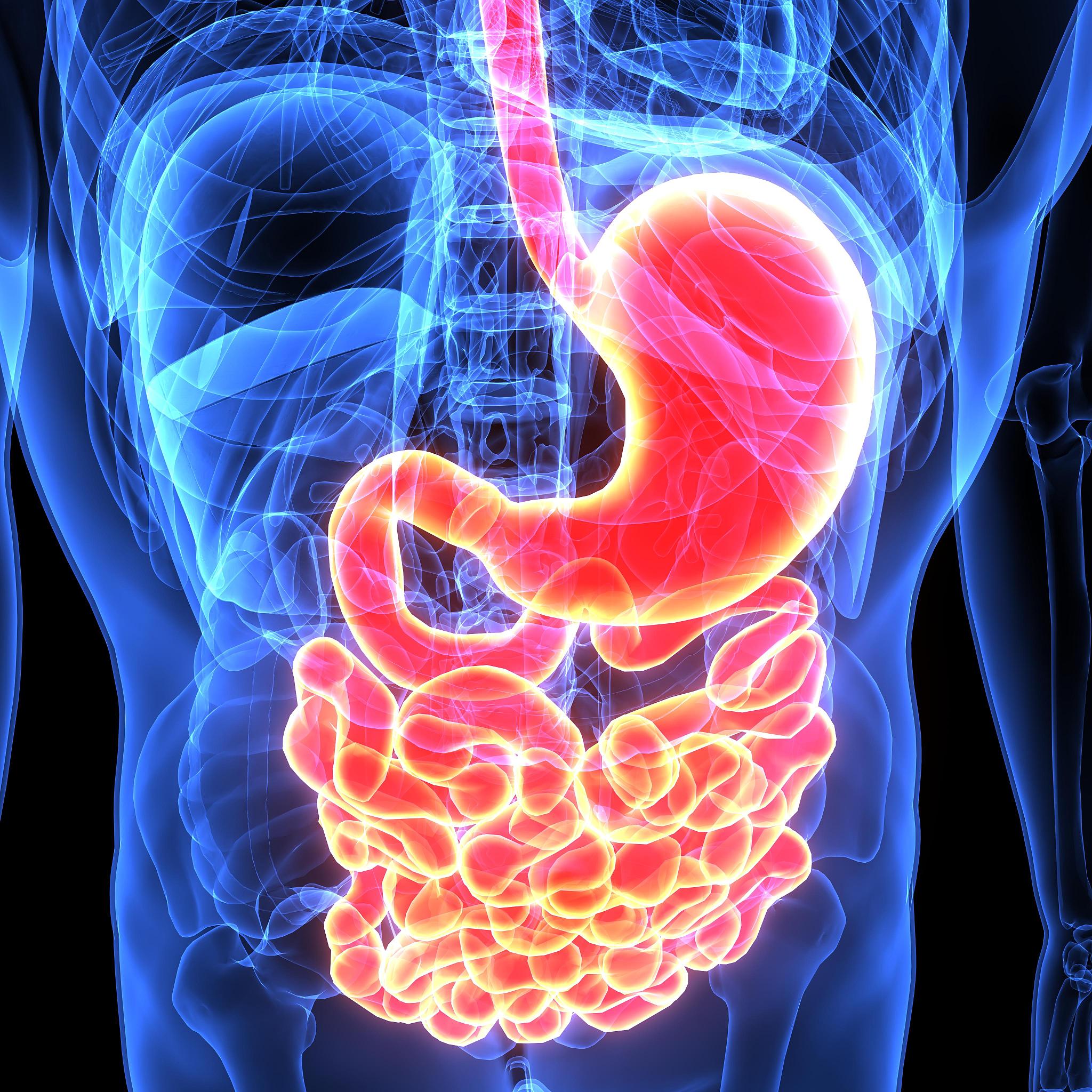 它像是一个精巧的囊袋,不仅容量可观,而且功能多样,堪称人体内的"消化