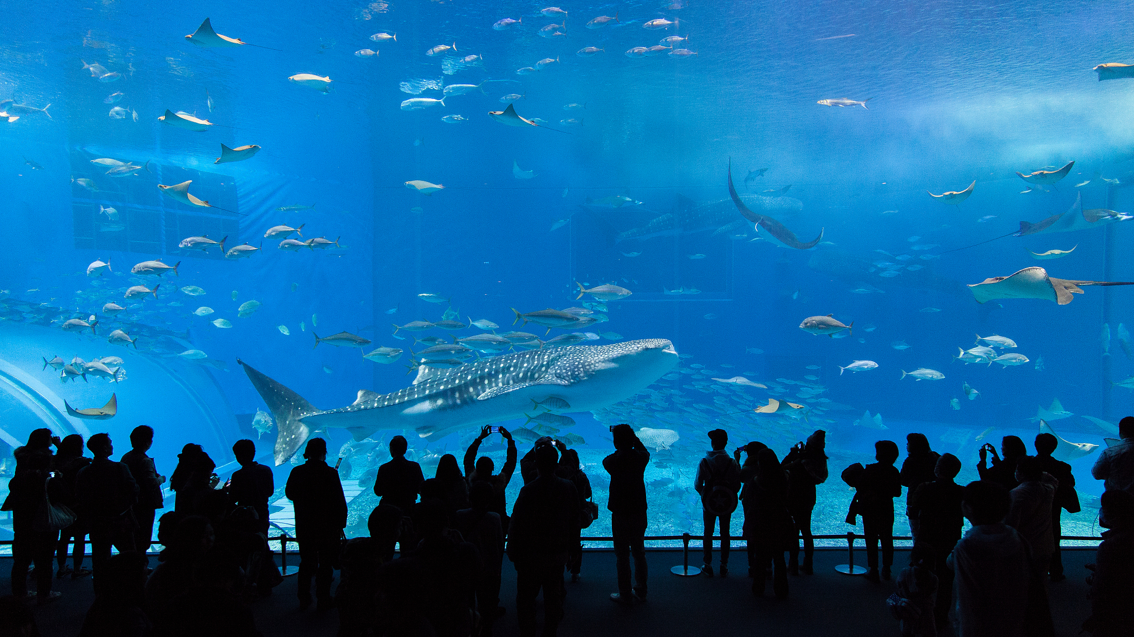 重庆海洋馆,哪家最好玩?今天我们就来盘点一下!