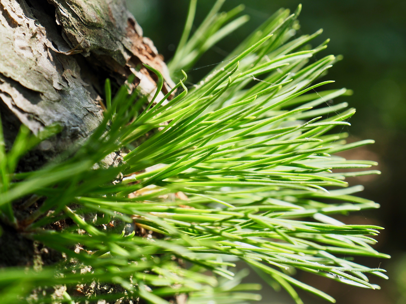 下面从三个方面详细介绍为什么要喝松针茶.