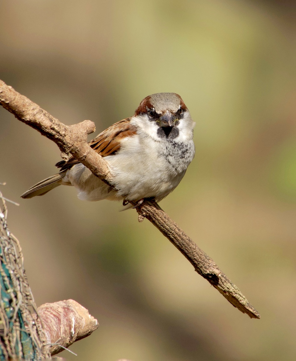 一只麻雀妈妈带着两只嘴角还泛着黄的小麻雀,稳稳站在他吃饭的桌上