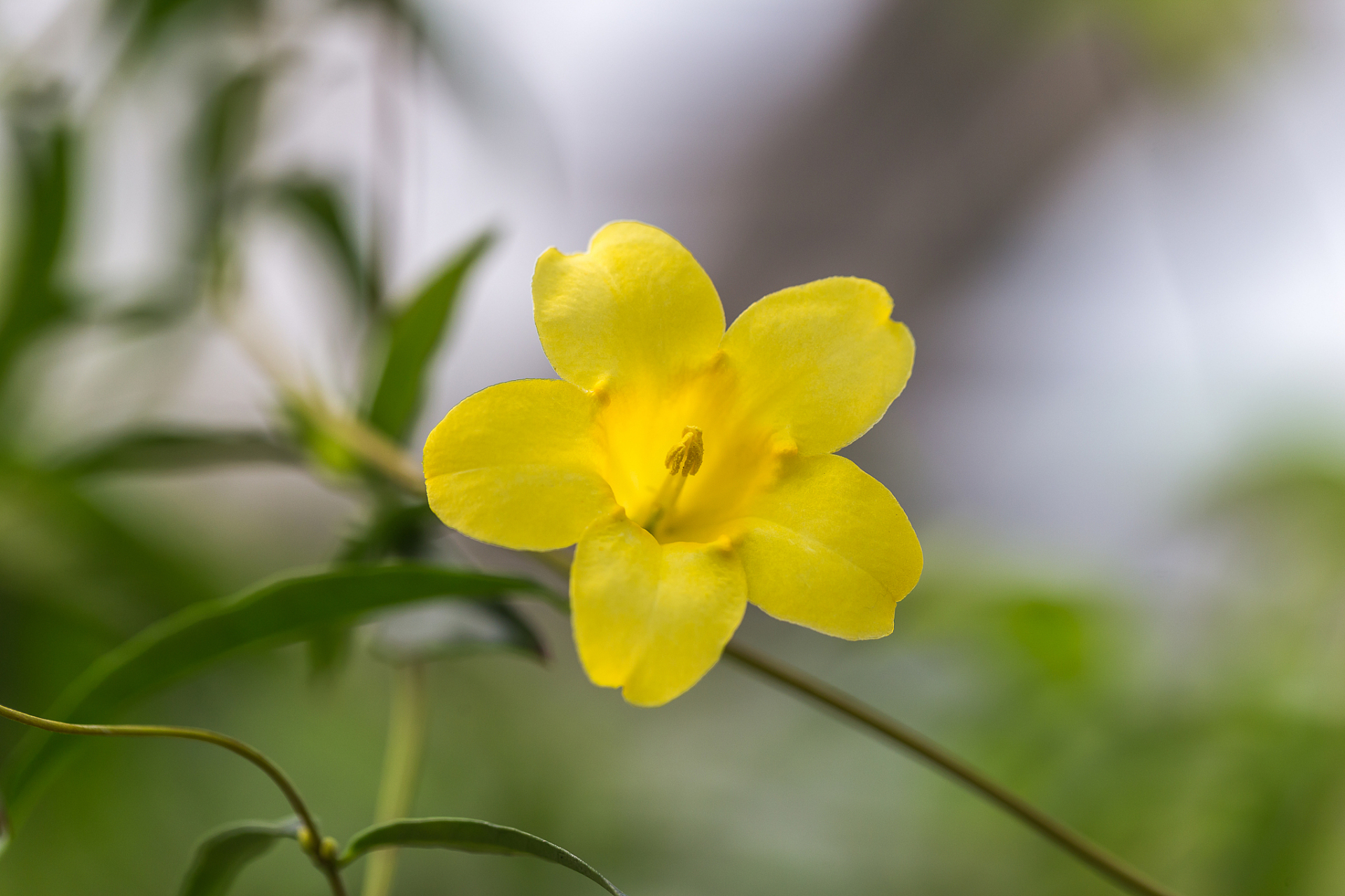 迎春花花朵样子图片