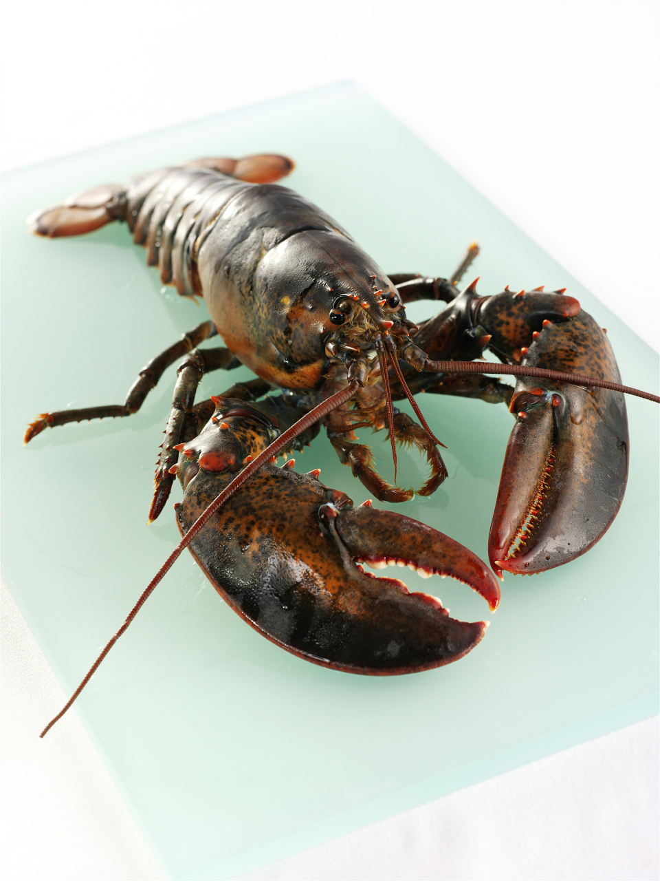 你们知道新疆沙漠里的澳洲龙虾吗?