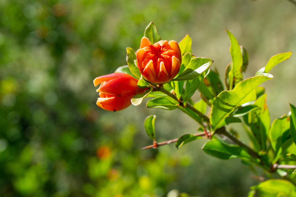 石榴花盛开季节揭晓 何时能欣赏到那绚烂的红花?