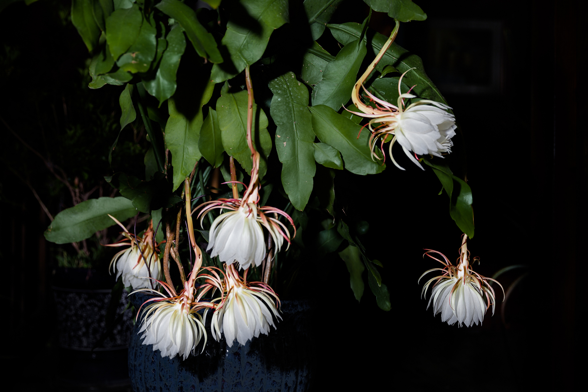 昙花一现的意思(昙花一现的意思是说昙花开放的时间极短)