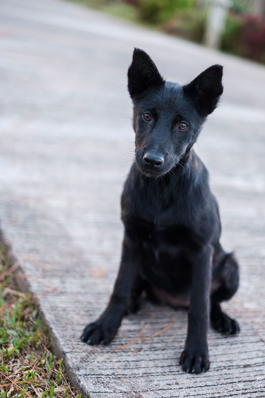 黑狼犬图片大全图片