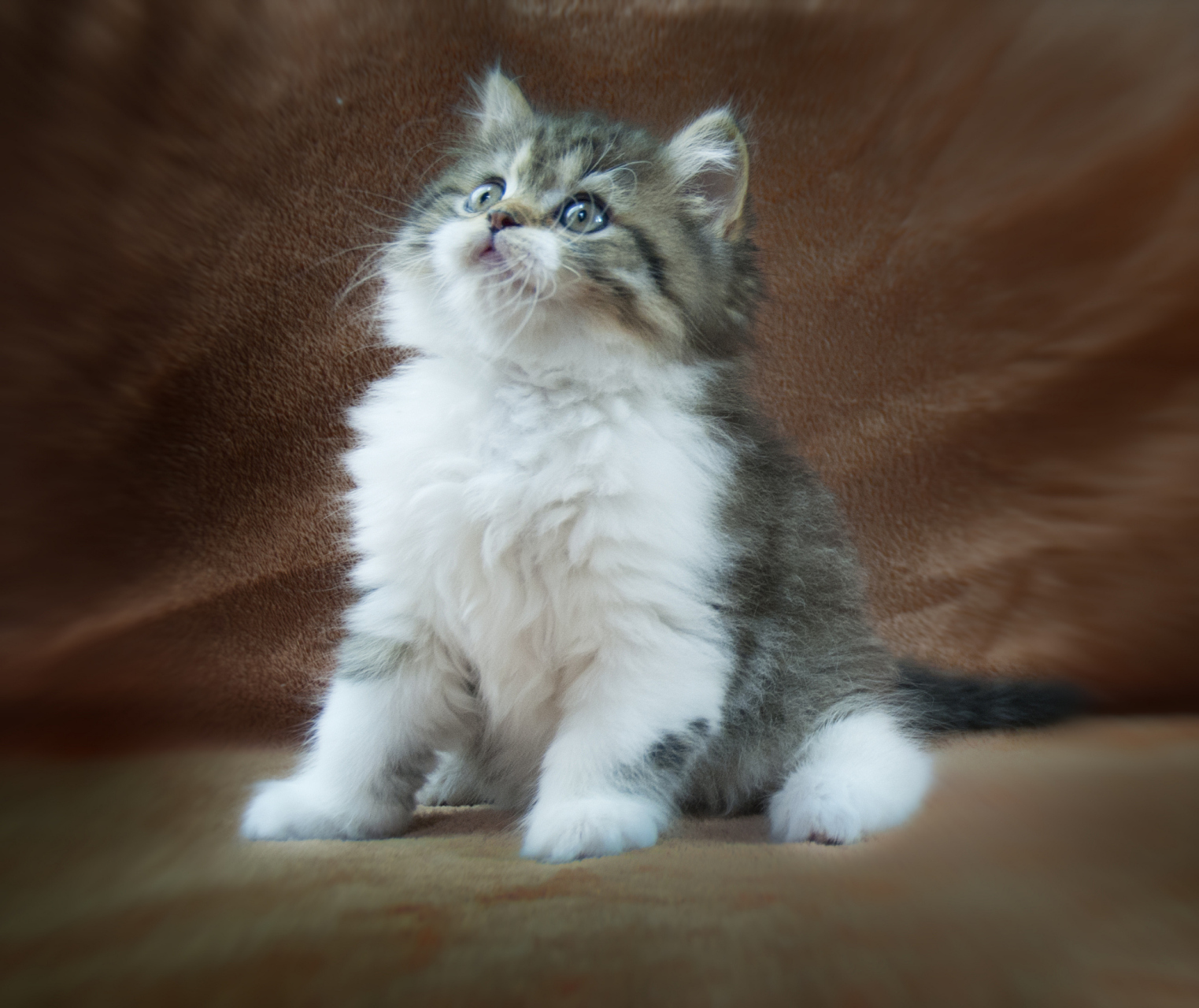 曼基康猫,又被称为"短腿猫",以其独特的外貌和友好的性格受到许多猫