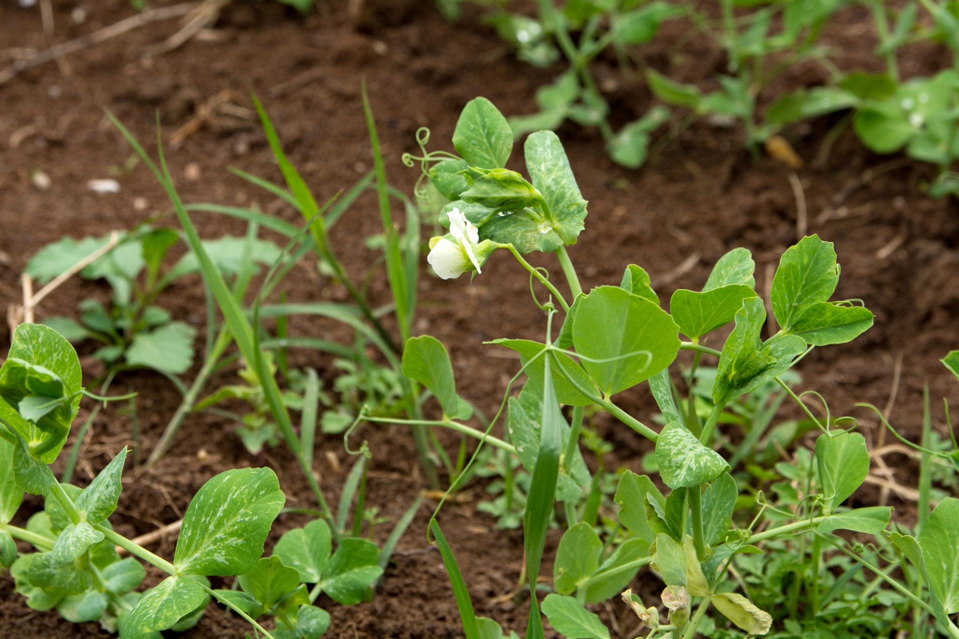 轻松种植豌豆苗!精选抗病良种,提升出苗率;适度浇水,有机施肥促生长.