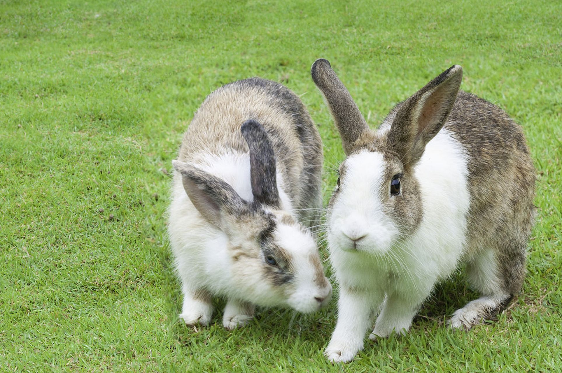 巨型荷兰兔的肉和毛都可以被利用,是一种具有很高价值的动物.
