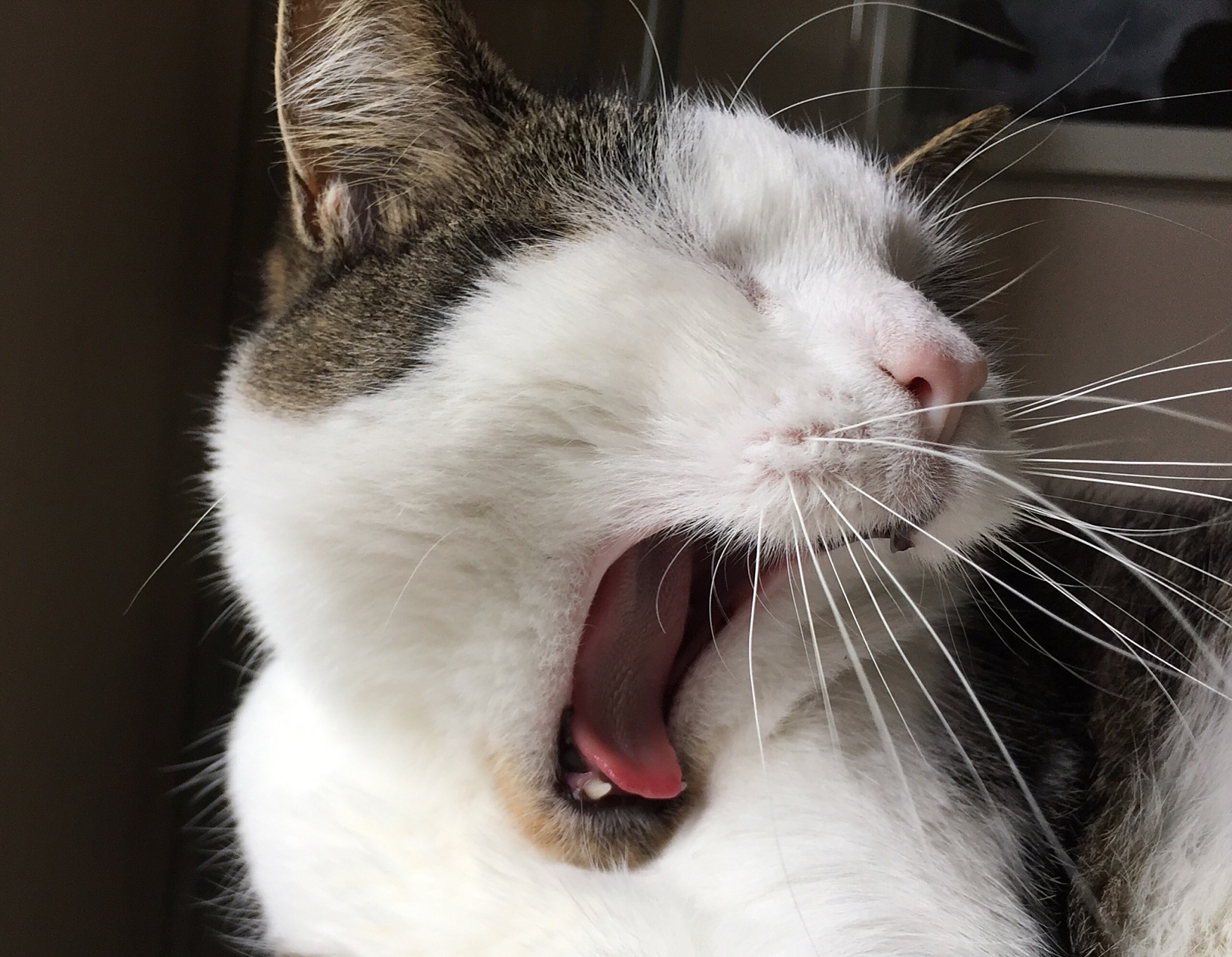 如果你容易被传染哈欠,那么恭喜你