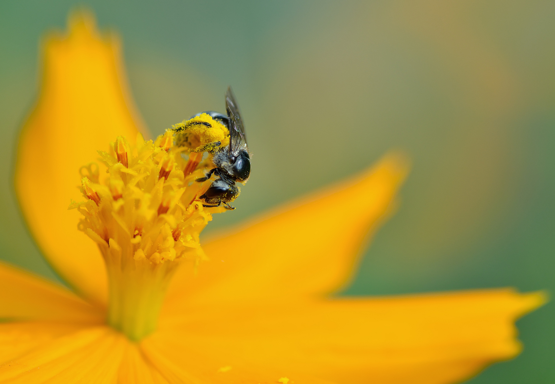 夏日的蜂巢  夏天是蜜蜂最忙碌的季节,它们要采集花粉,酿造蜂蜜,建造
