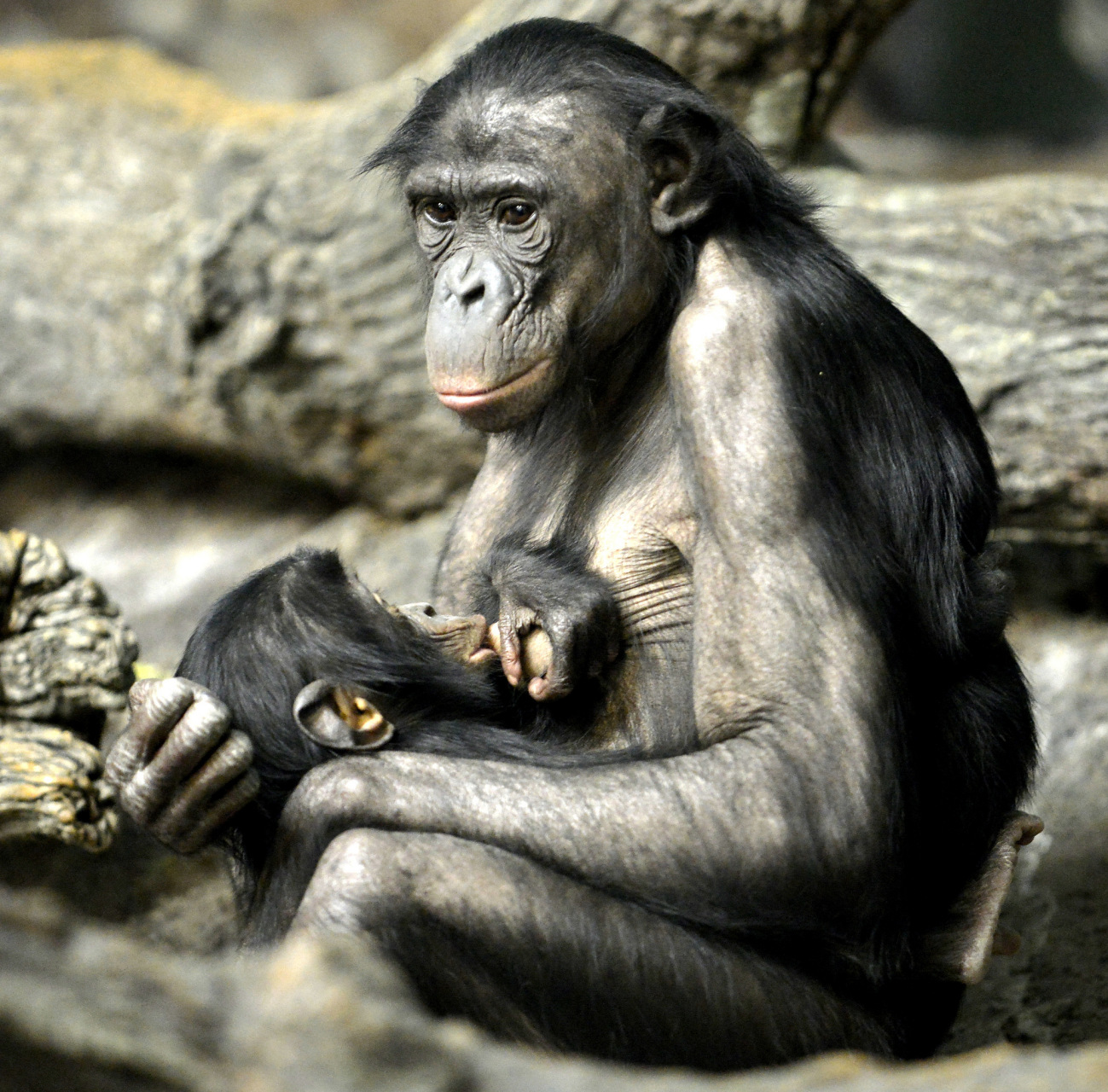 在2300万年—1000万年前,非洲出现了人类的祖先,森林古猿.