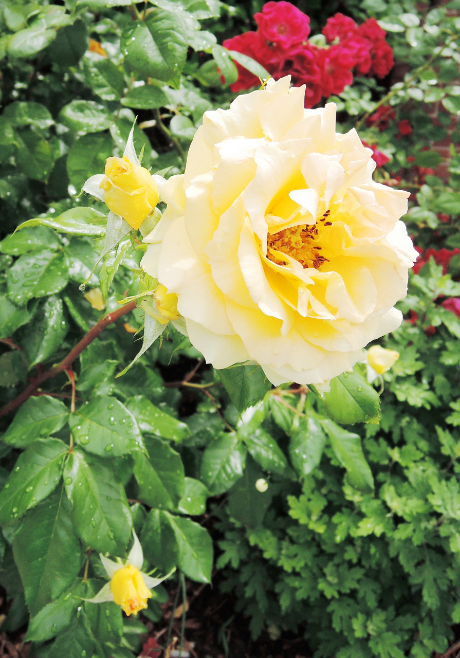 黄金海岸月季花优缺点  黄金海岸月季花,以其绚丽的色彩和迷人的香气