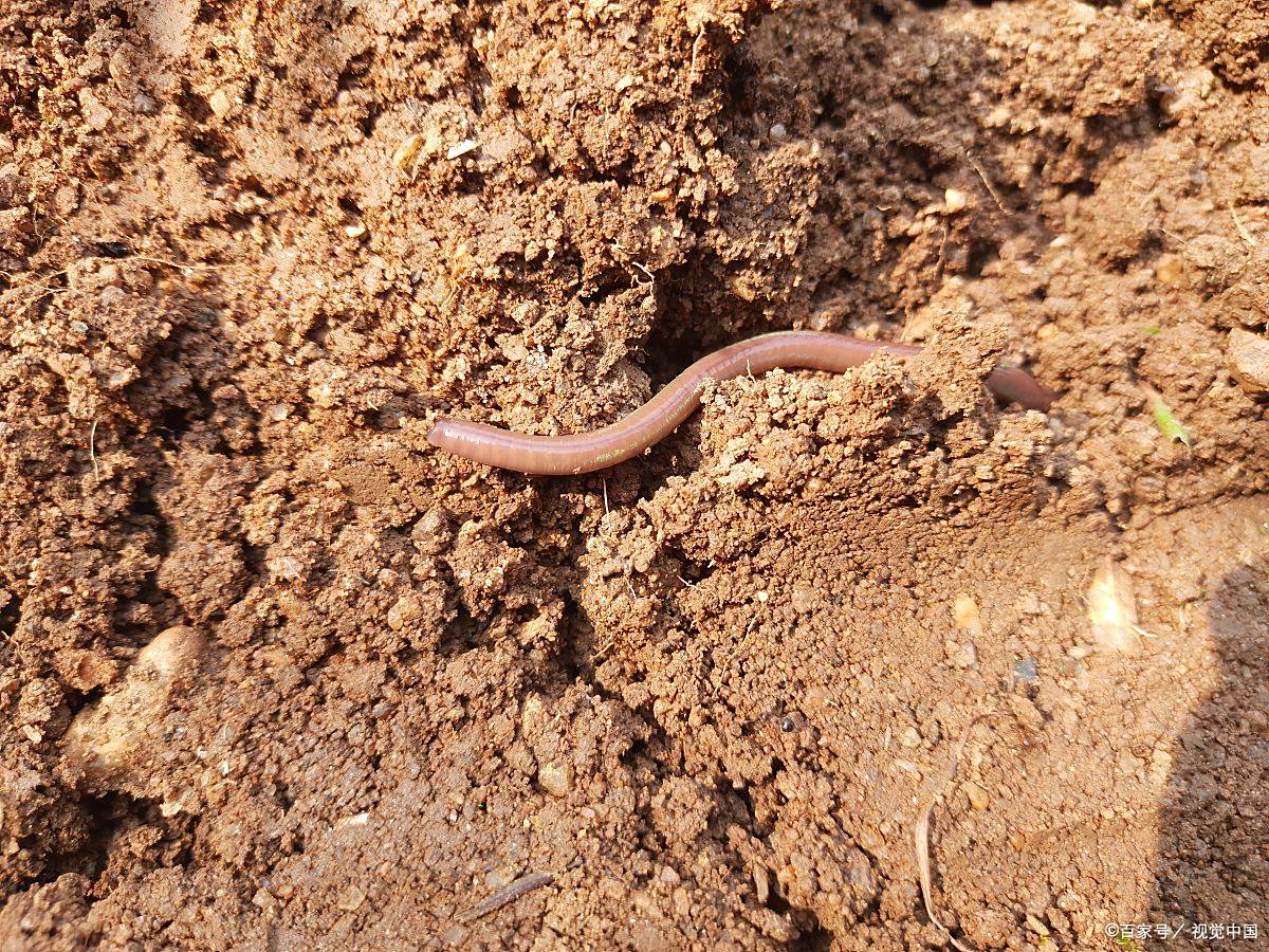 蚯蚓断了两截后,其存活能力取决于多种因素