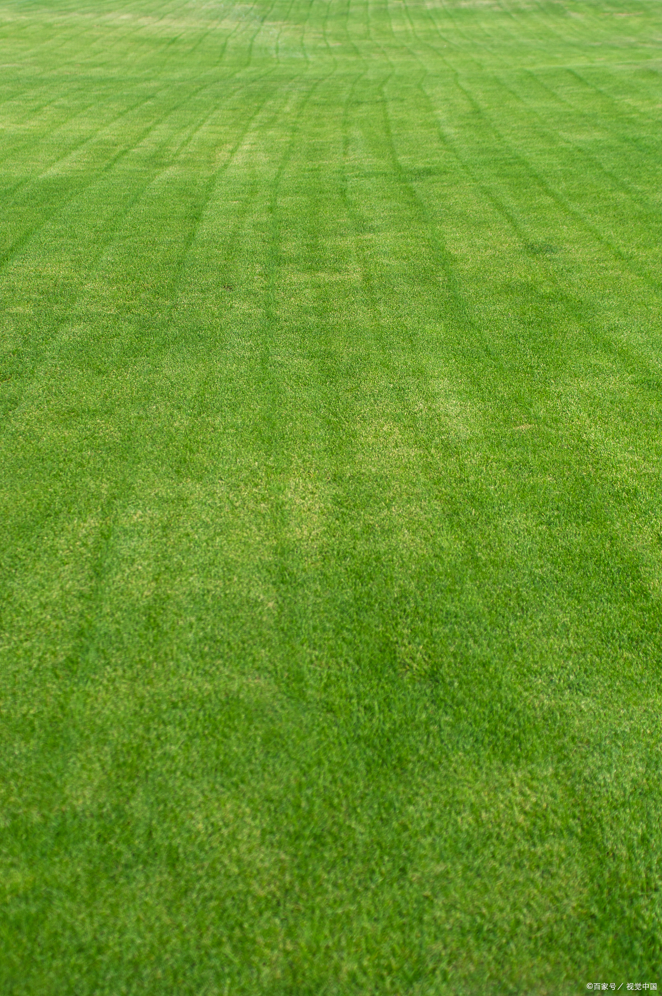 重庆草坪基地混播草坪操作流程