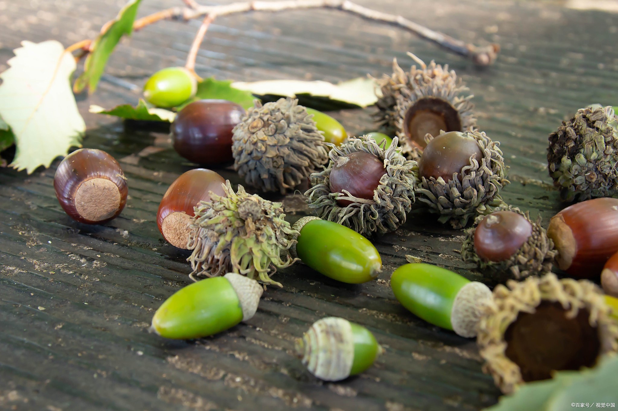 橡果是粮食也是药物,制成的橡子豆腐更是消暑佳品
