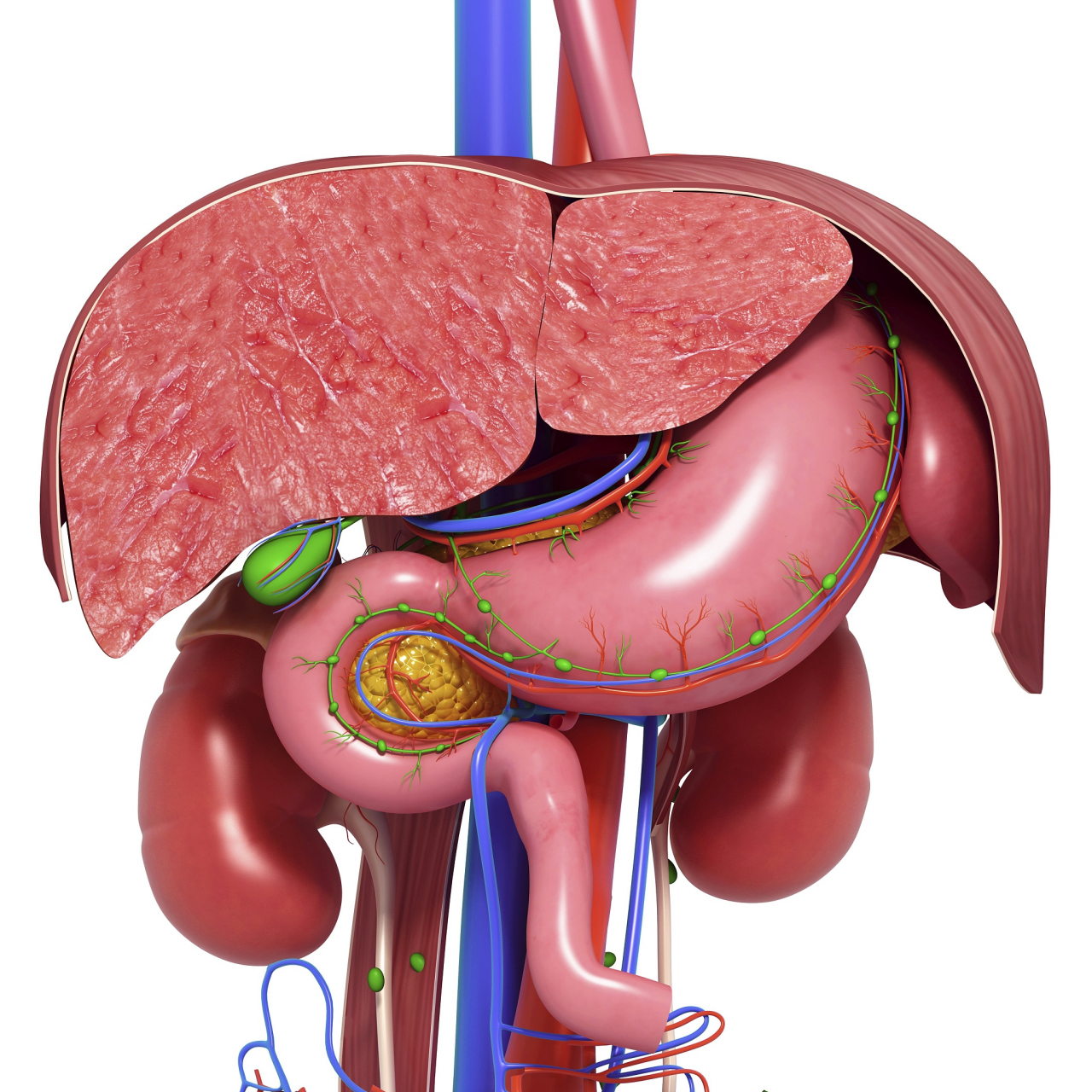 脾脏是一个重要的淋巴器官,位于左上腹部,紧靠胸骨后方
