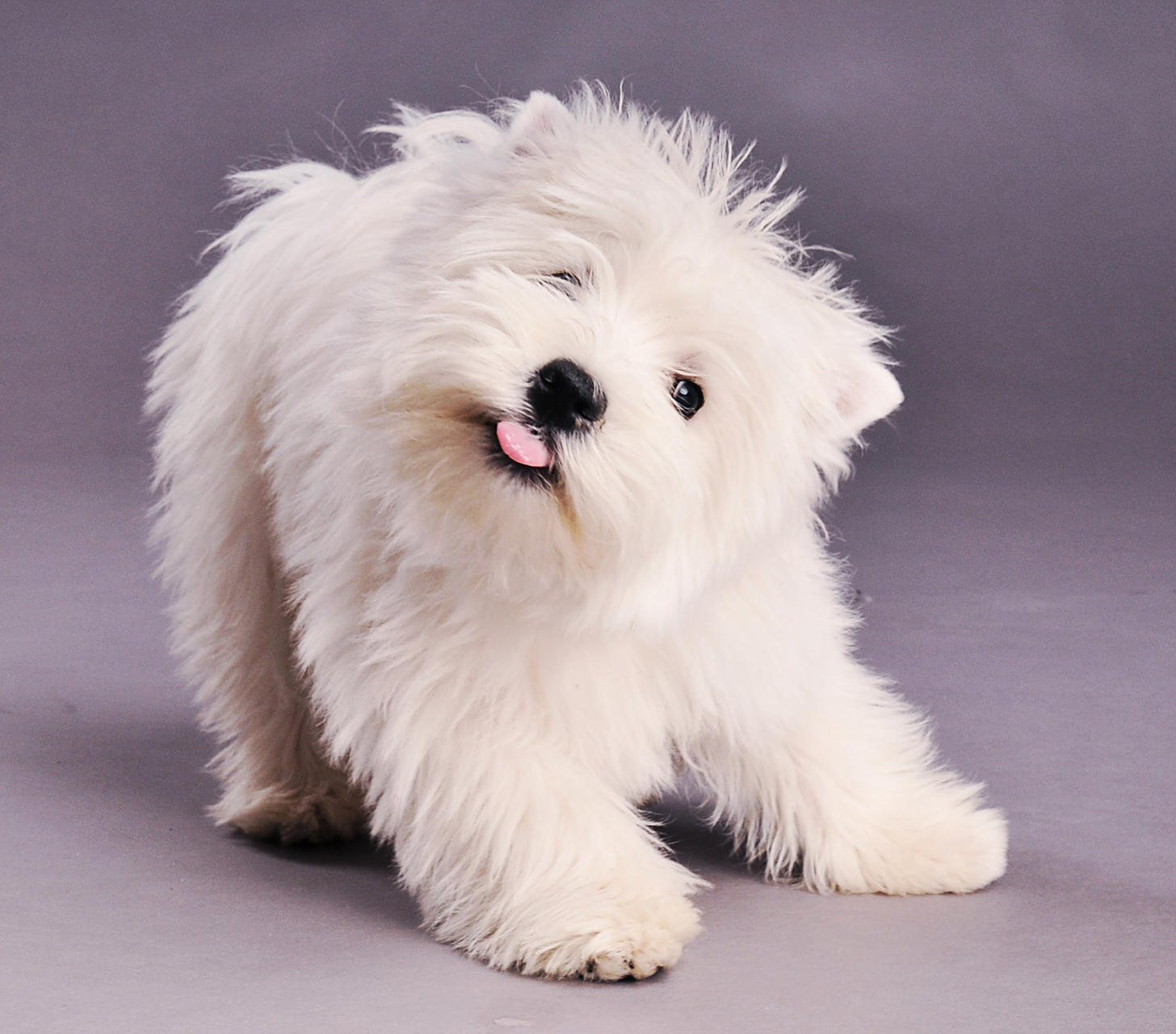 西高地白梗#毛色纯白,是一种典型的梗类犬.