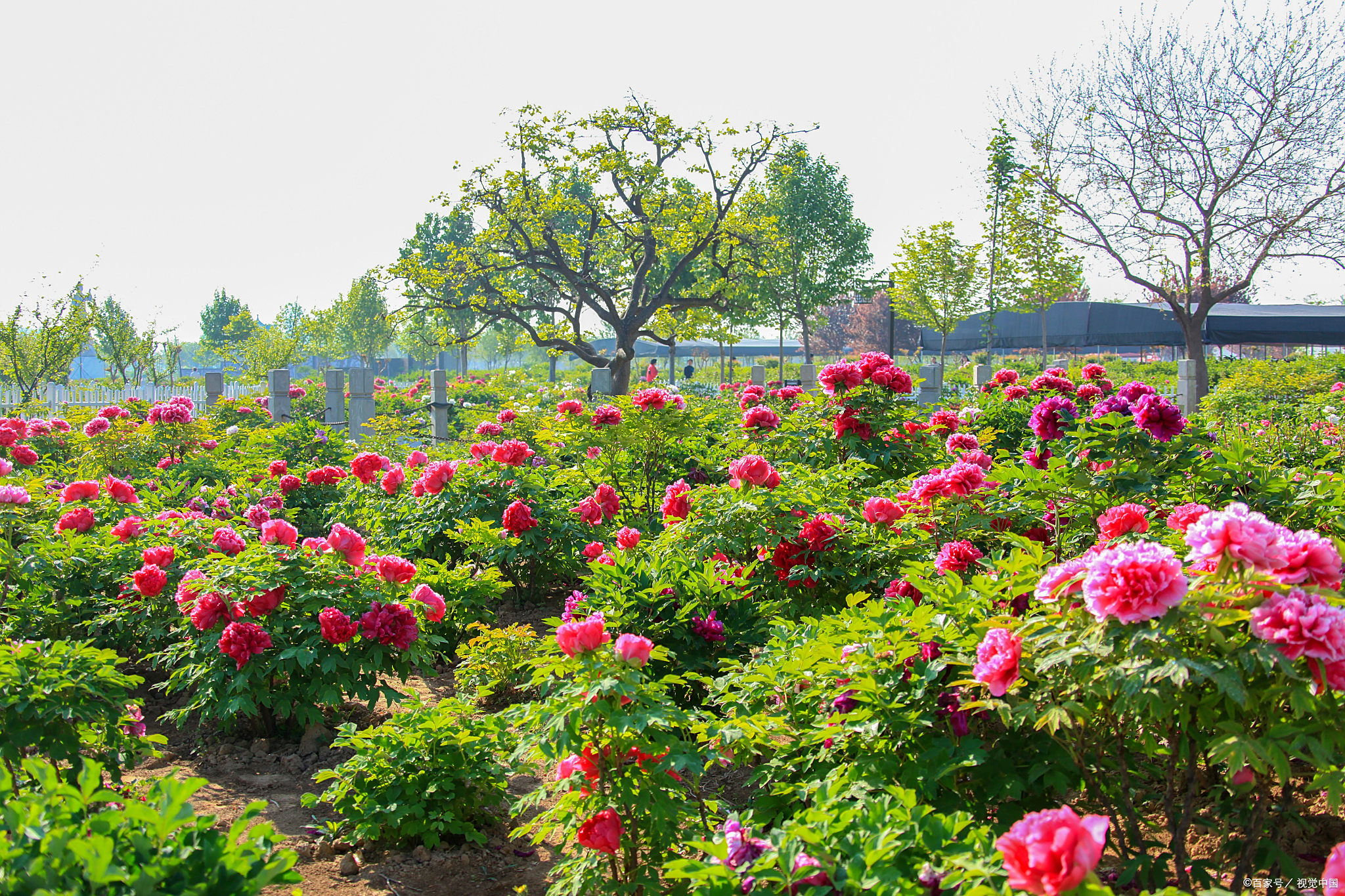 菏泽10个景点必去的