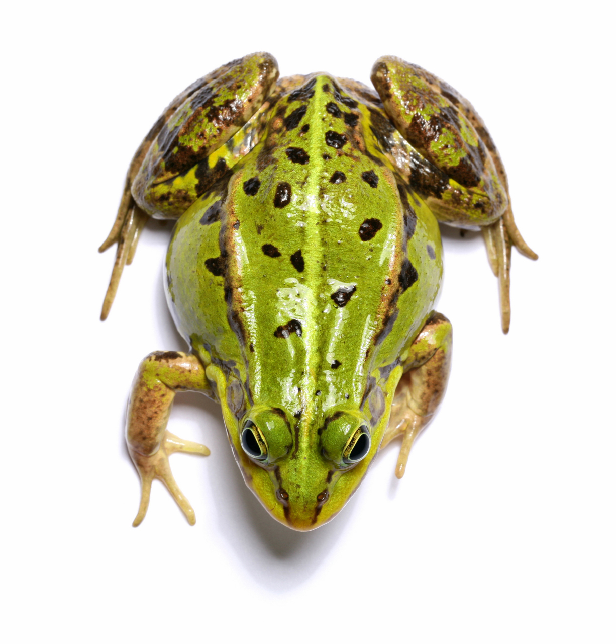 估计在我们农村很多人都见过青蛙产卵的,而且数量很大的,但是要说到