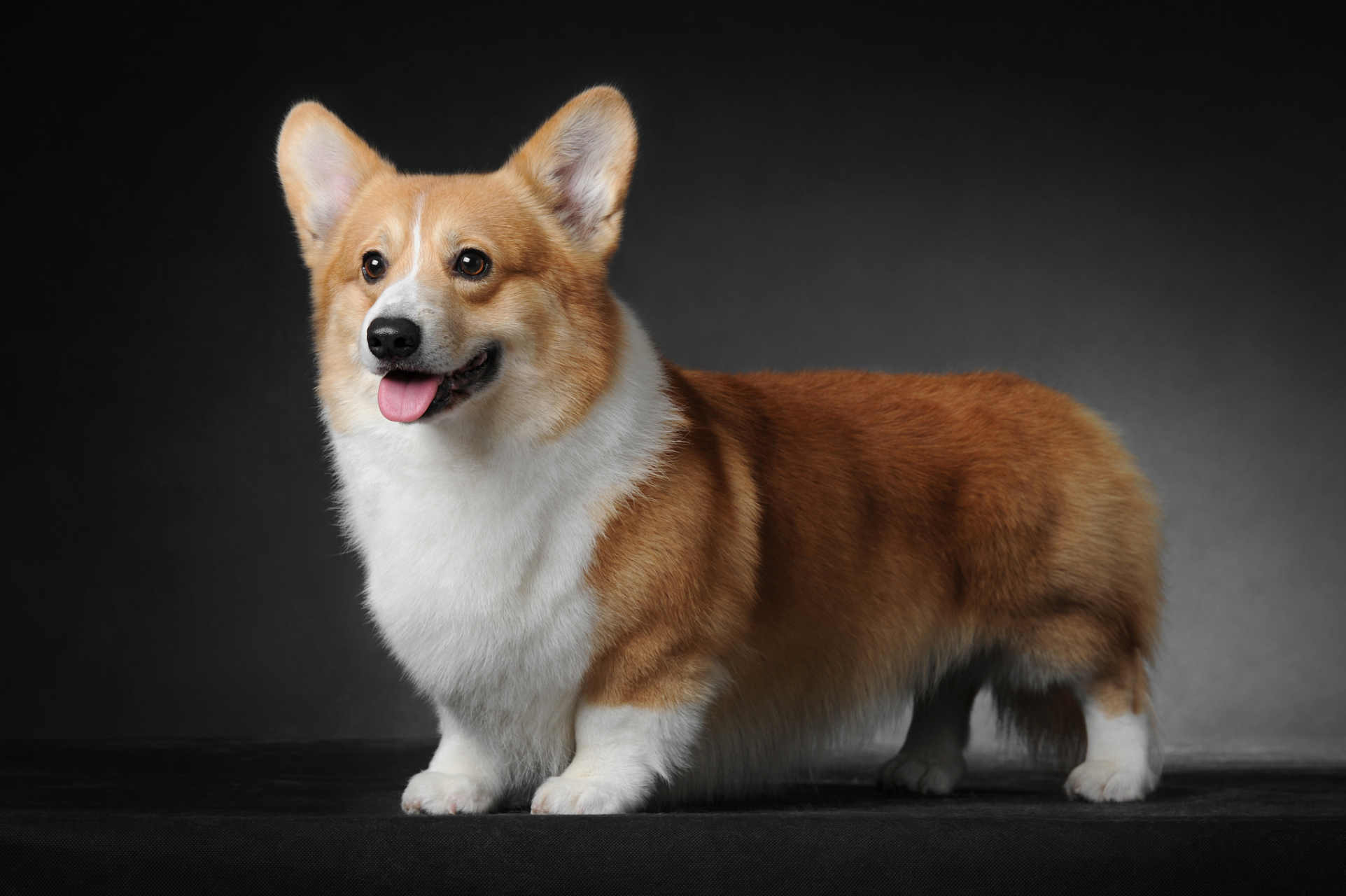 柯基作为家庭中受欢迎的犬种,除了可爱的外表,还有敏锐的嗅觉和独特的