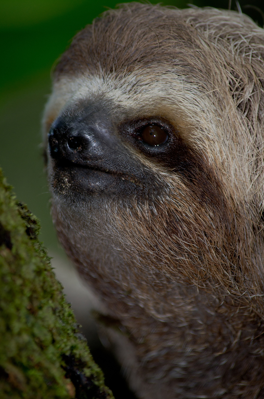 侏三趾树懒,是树懒属下的一种,仅在巴拿马博卡斯德尔托罗省的埃斯库多