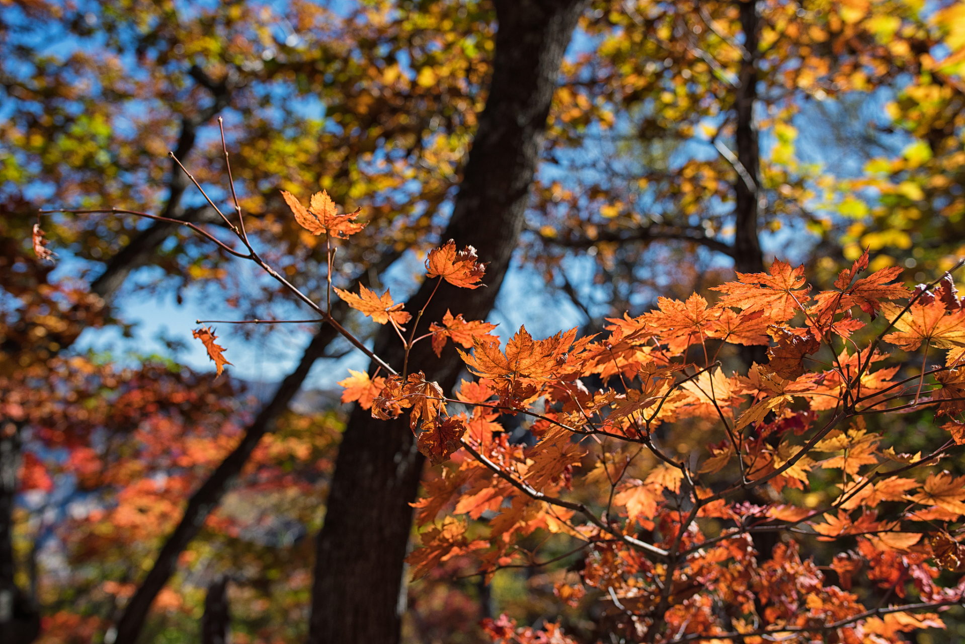 红叶飘飘,重庆秋天的美丽风光 是的,重庆的秋天确实美丽风光迷人.