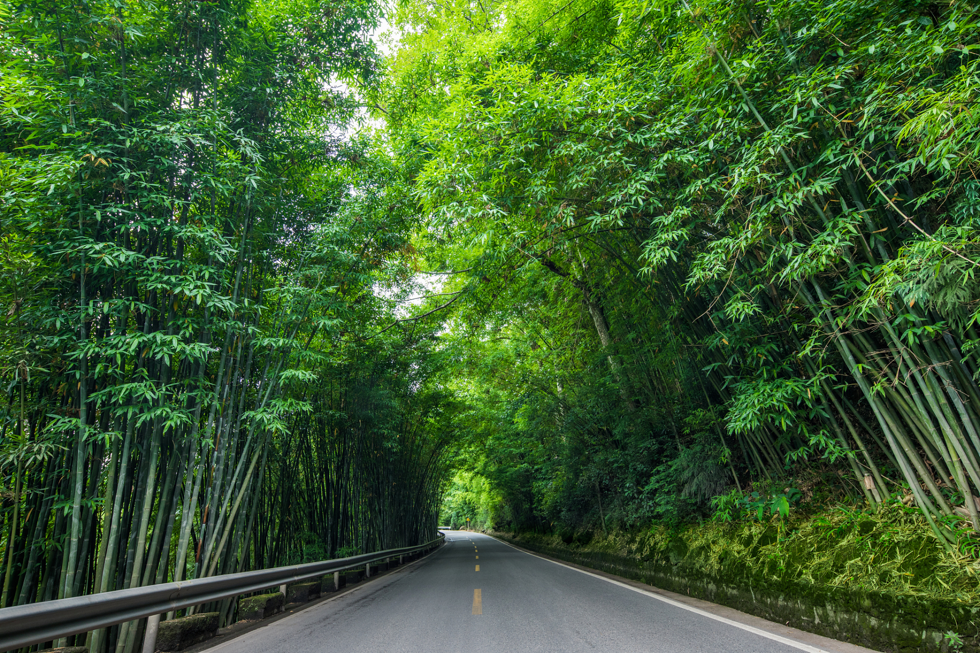99 清晨的阳光透过竹林洒落,一阵微风轻拂,扑面而来的是淡淡的竹香.