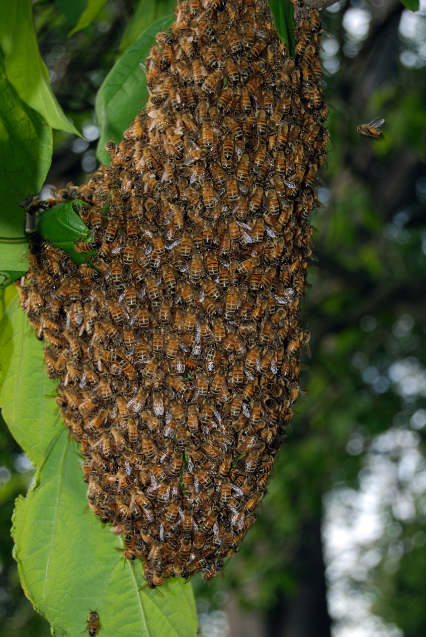 收获时需选好时间方式,注意保护土蜂