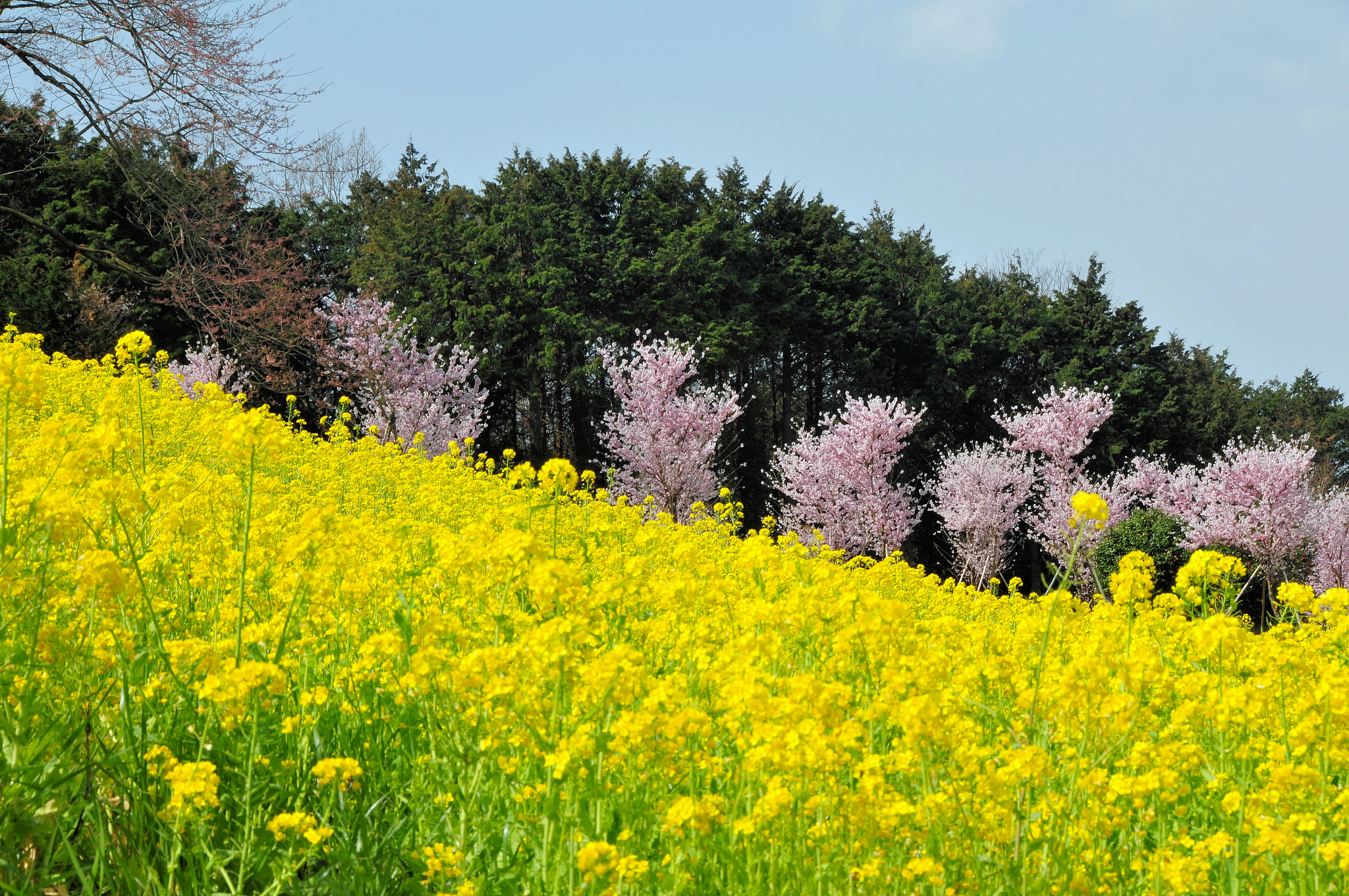 晨曦初照,暖风和煦, 花朵含苞待放,雀鸟嬉戏枝头