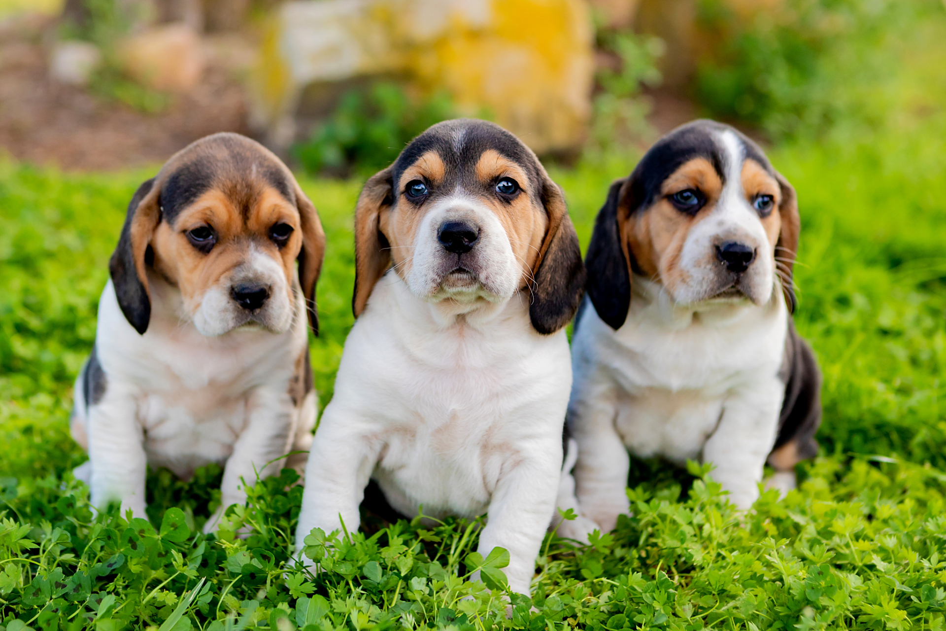 从前有三只小狗,它们名字分别是汪汪,旺旺和闹闹.