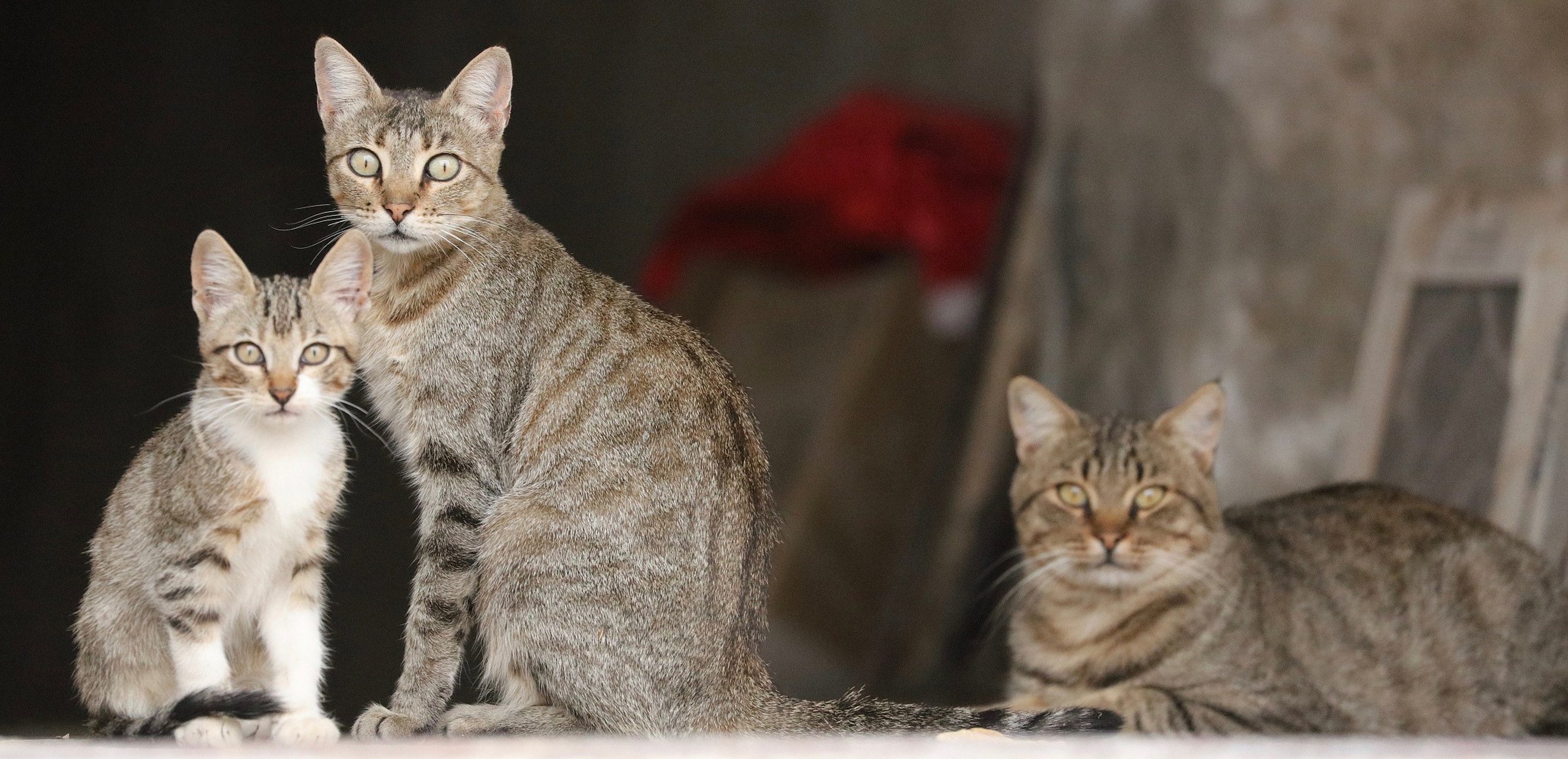 猫咪的习性相对独立,属于独居动物,它们通常会在一定范围内活动