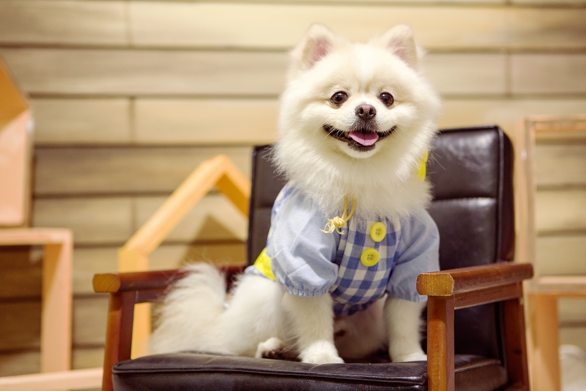 博美犬是一种非常受欢迎的小型犬,也是非常可爱和聪明的宠物.