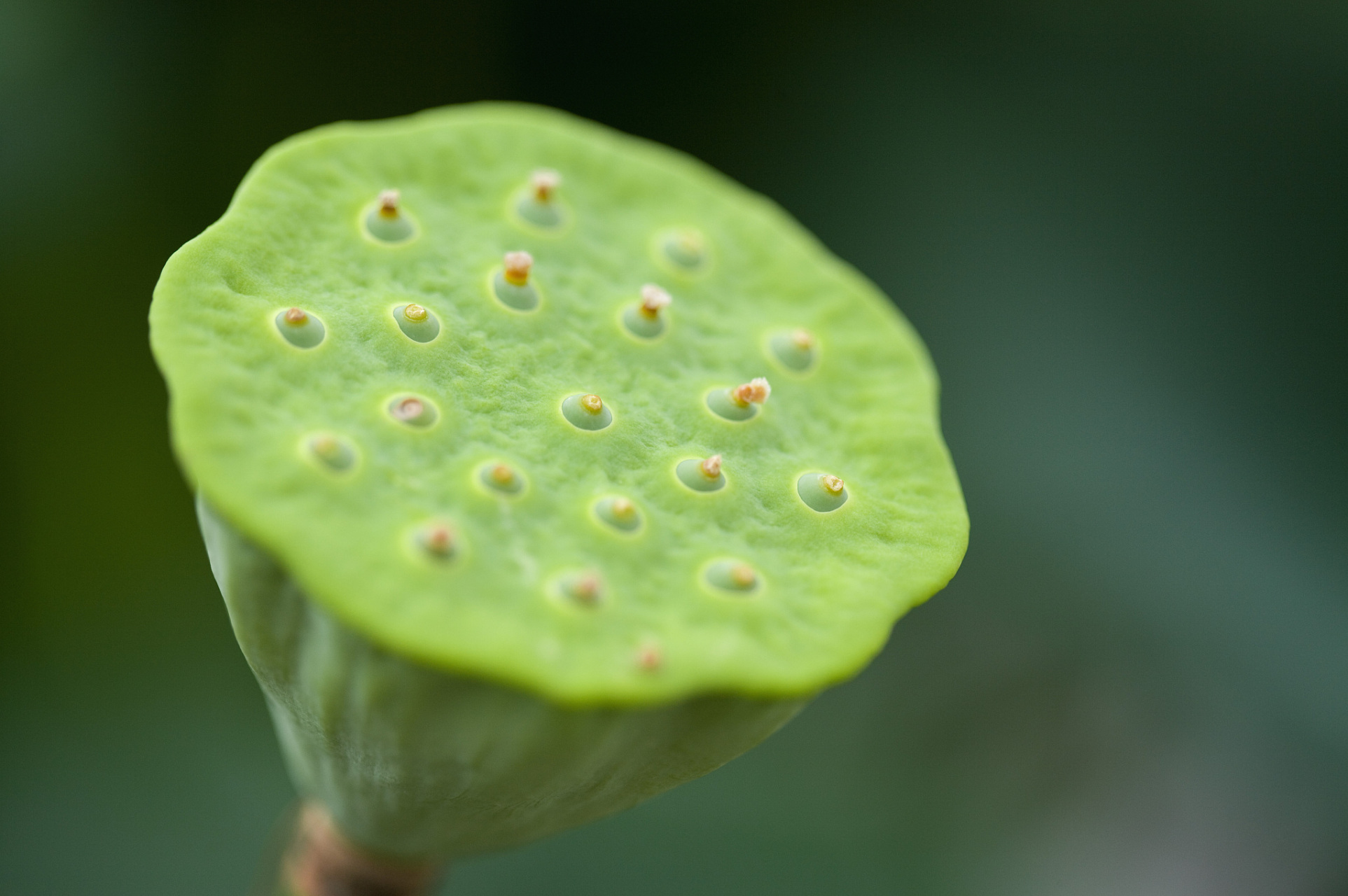 分根繁殖需在休眠期或早春进行,栽植后需充分浇水.