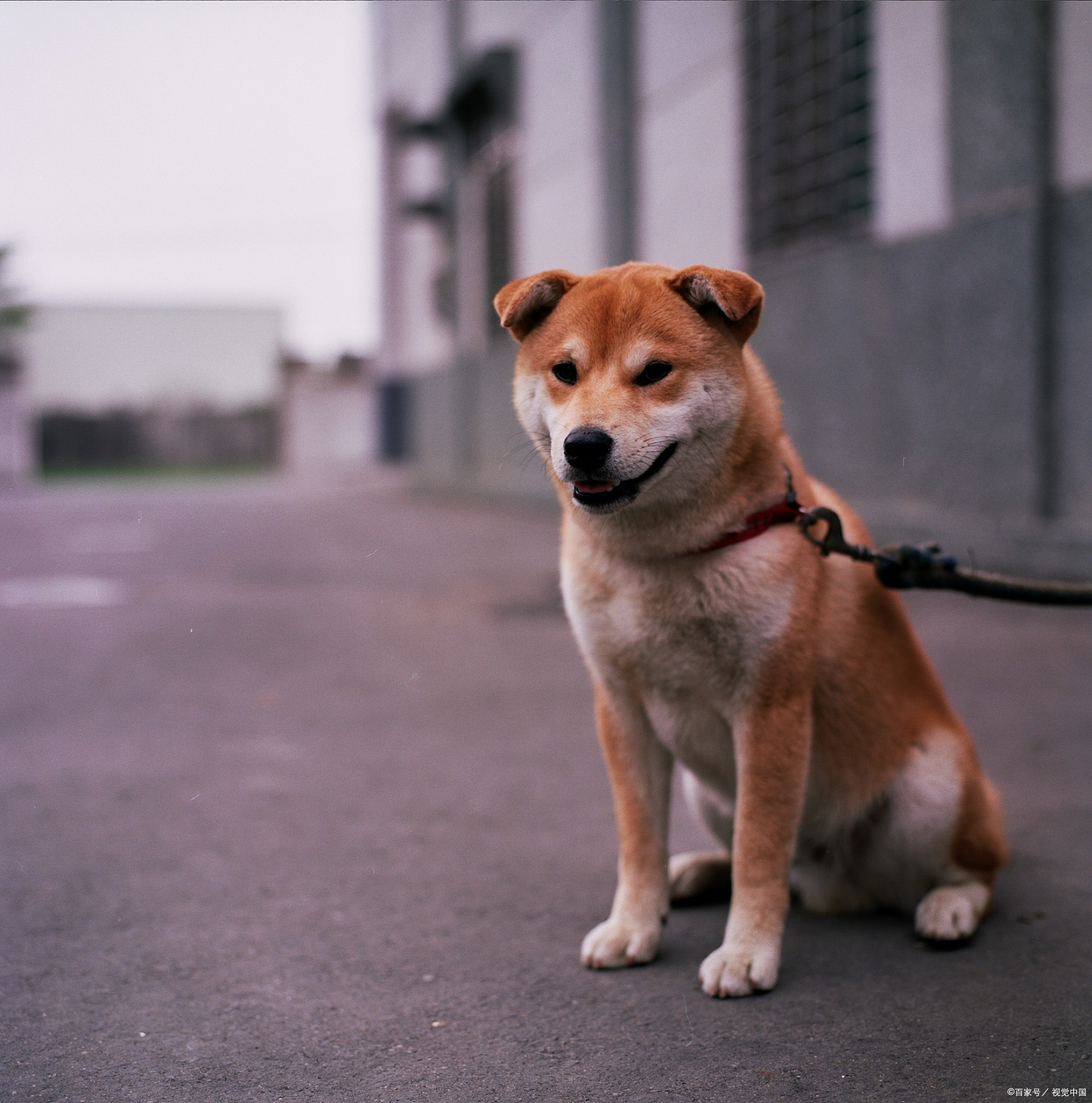 田园犬图片大全大图图片