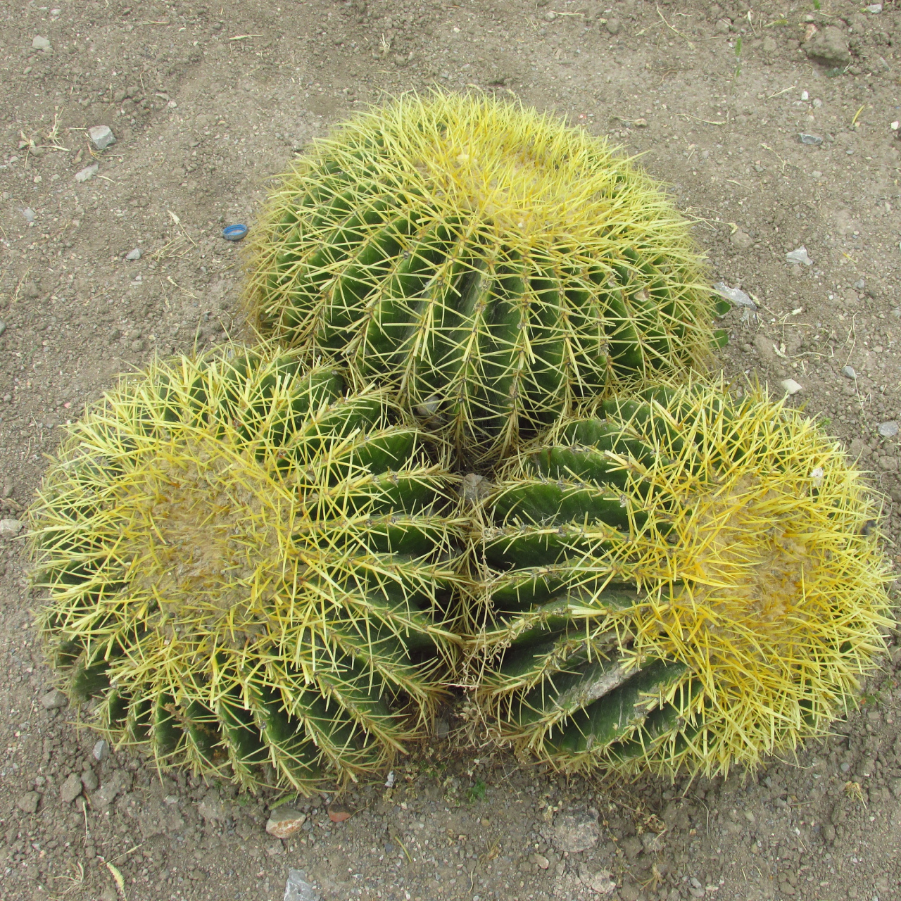 注意病虫害防治,施肥,盆器选择和通风,可培育出健康美丽的金琥仙人球.