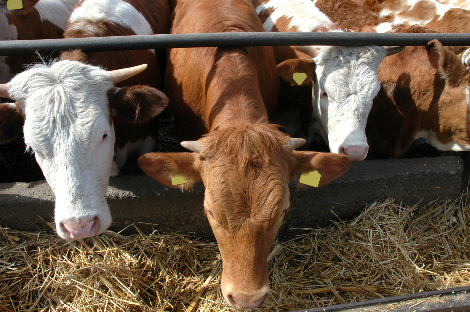 品种选择:根据养殖目的和当地环境条件,选择适宜的肉牛品种,如