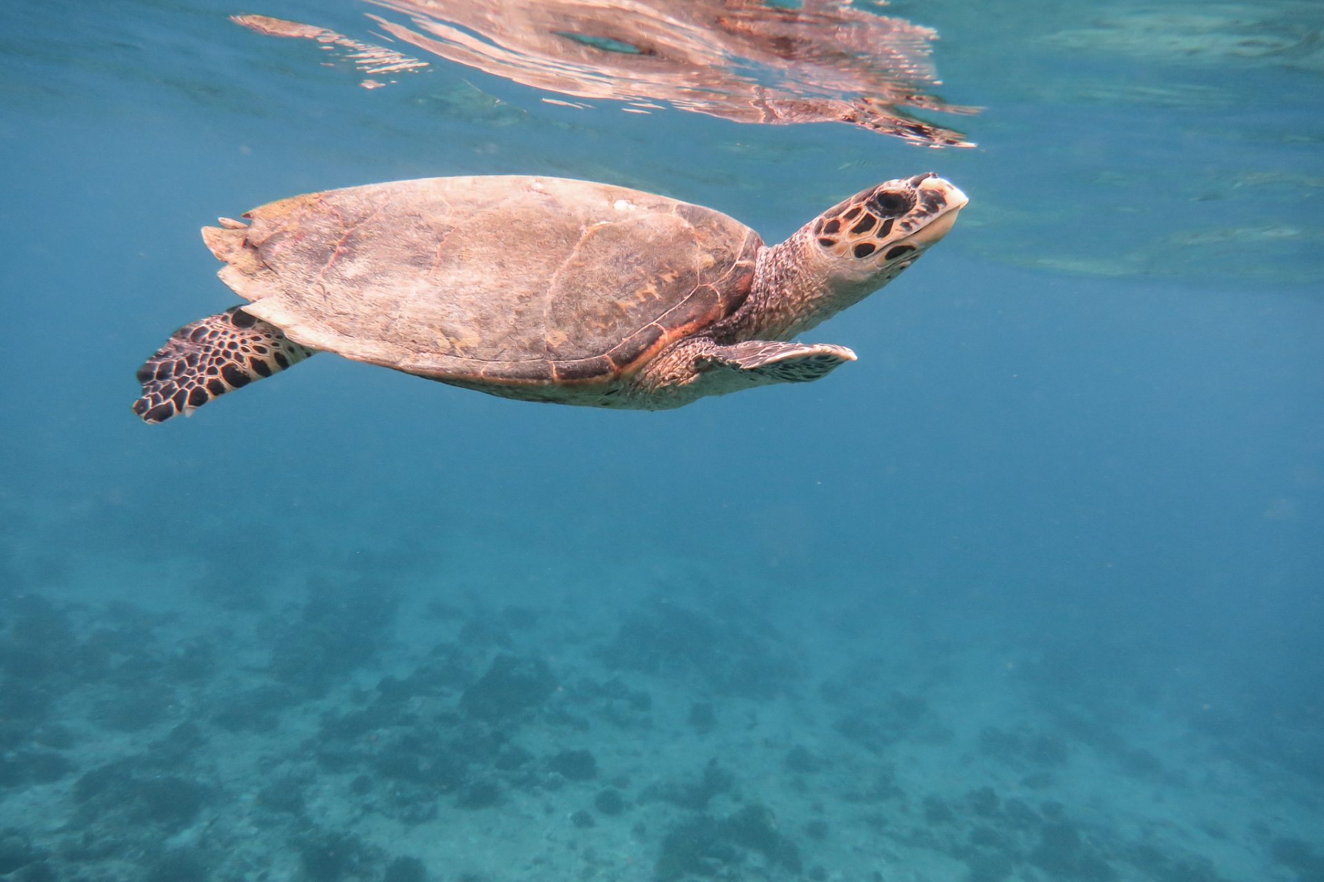 是不是觉得它们和野生海龟好像有点不一样?