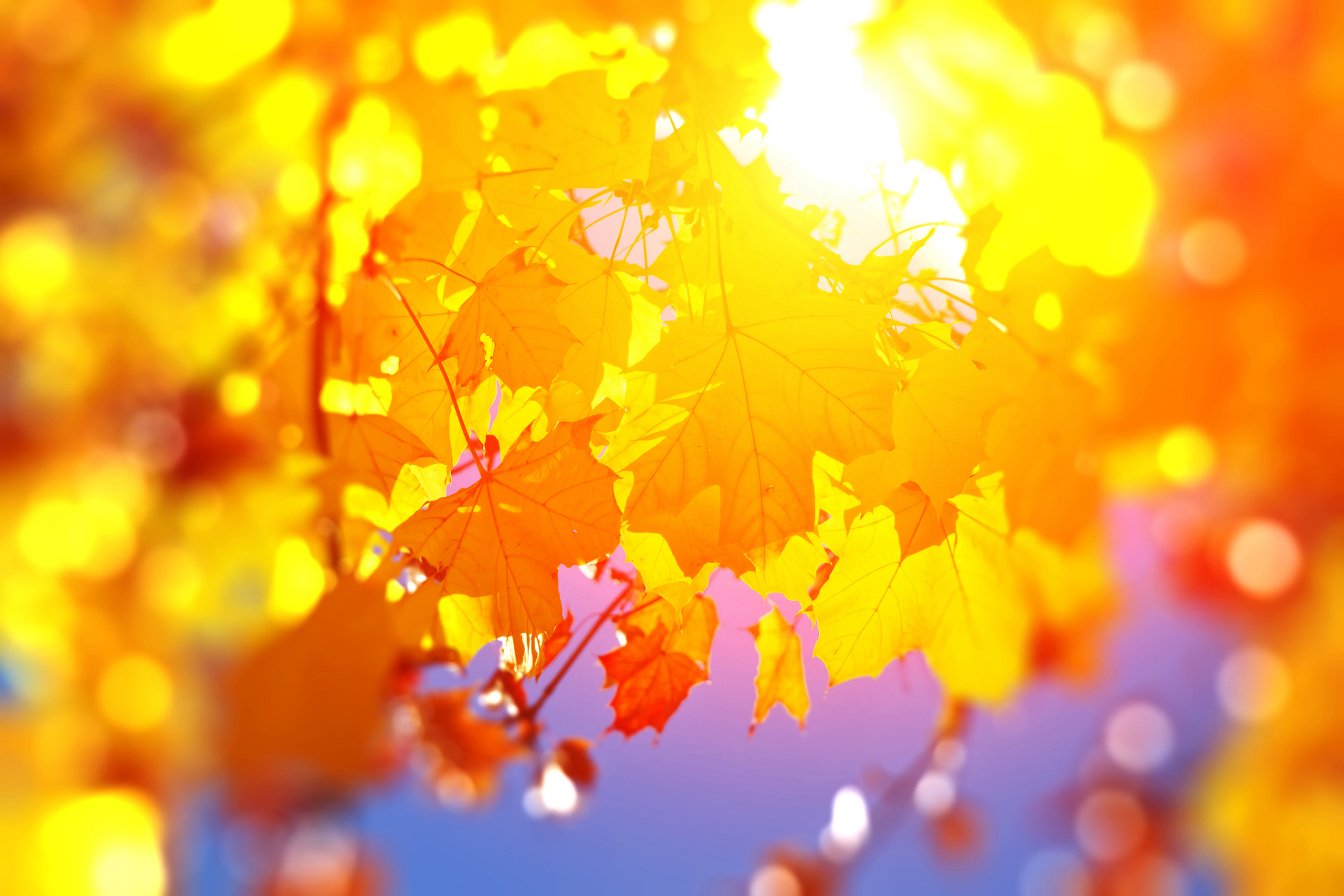 20条暖心的唯美短句  心若向阳,无畏伤悲.  等待你,是我最美的期盼.