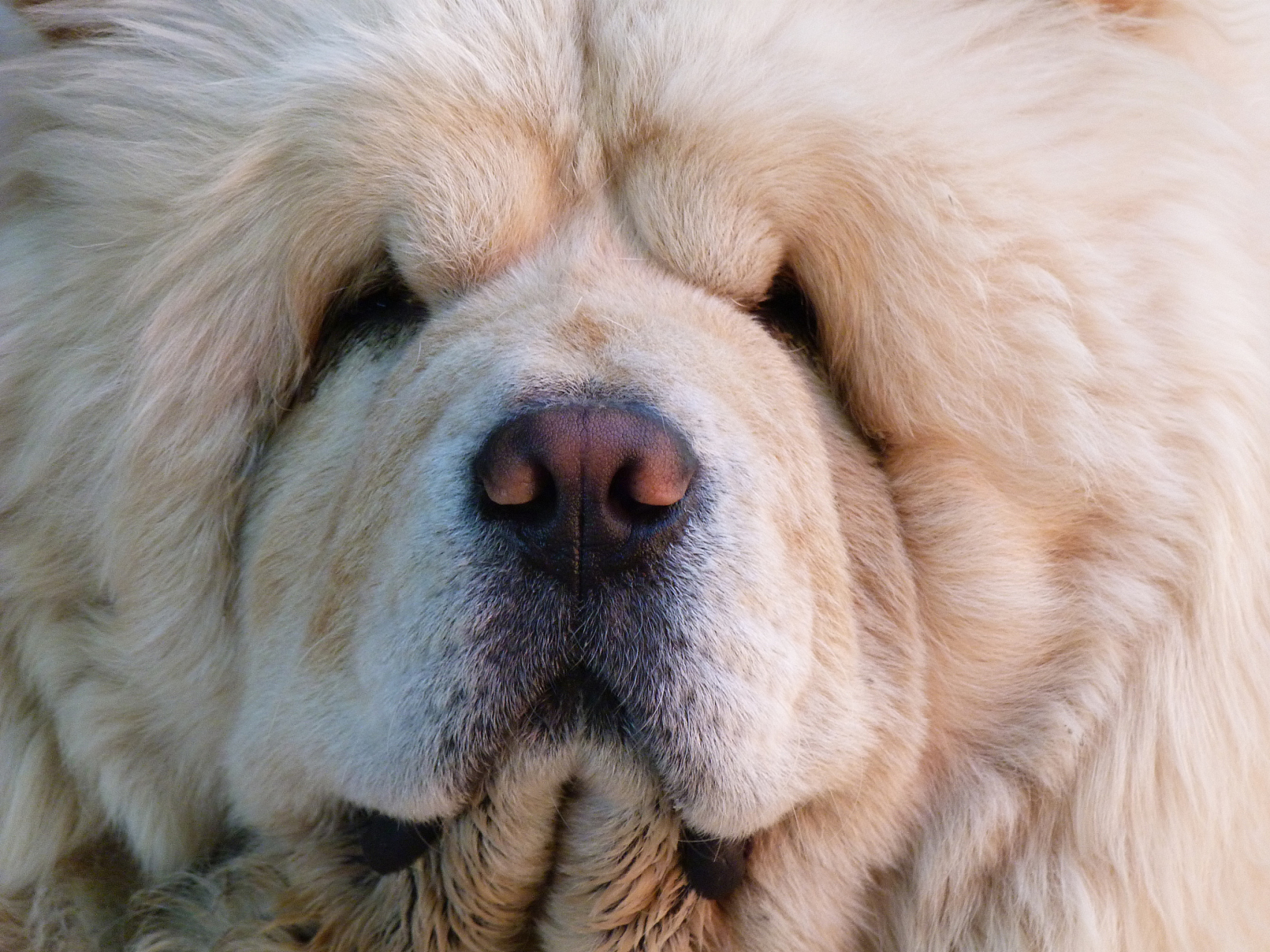 万人商单计划# #九月动态激励计划# 藏狮犬是一种具有悠久历史和独特