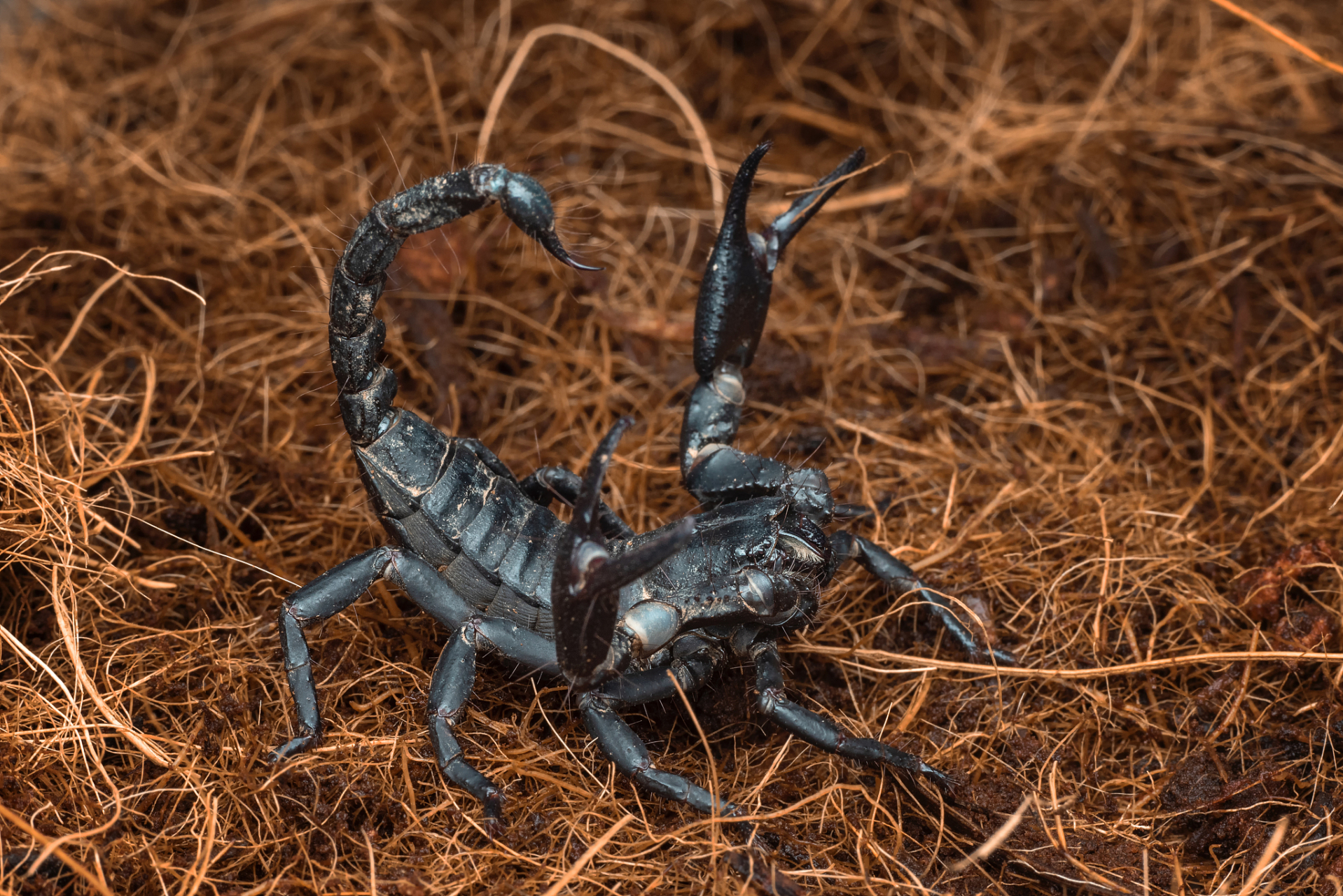 雨林蝎是一种生活在热带雨林地区的节肢动物,需要模拟野外环境进行